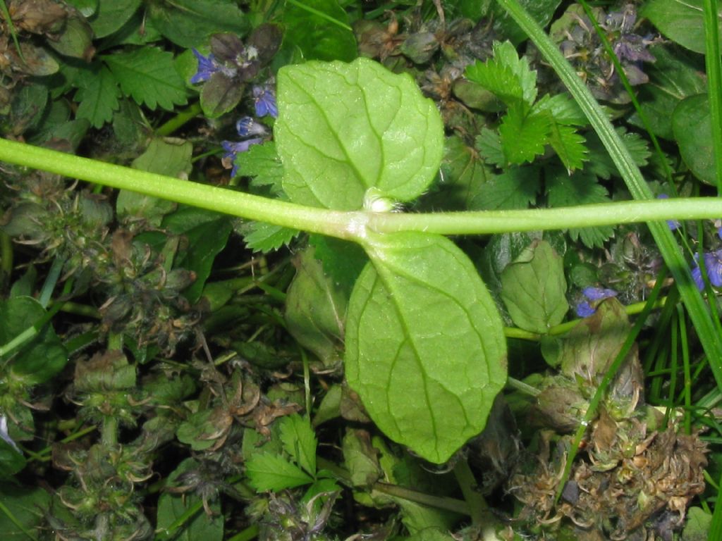 Ajuga reptans / Iva comune