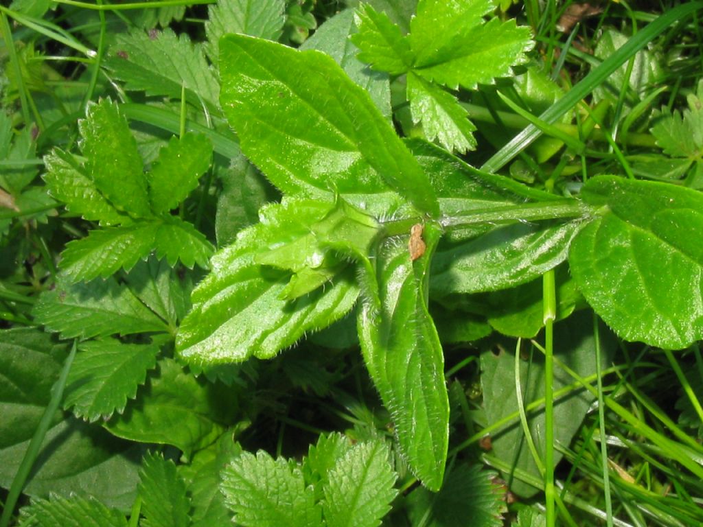 Ajuga reptans / Iva comune