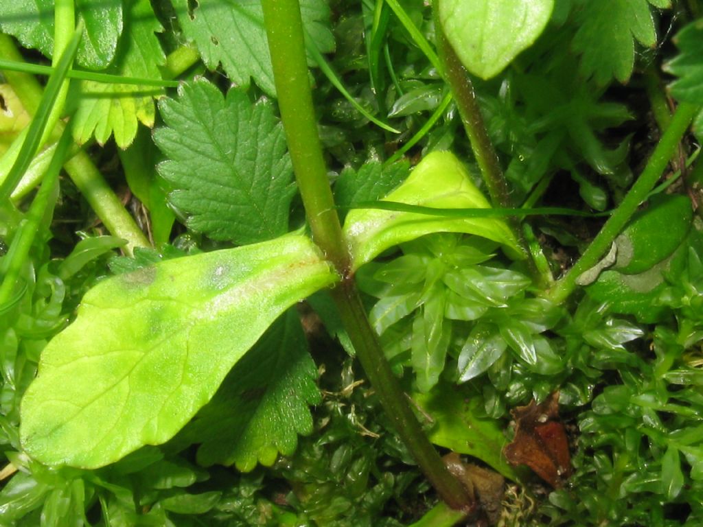 Ajuga reptans / Iva comune