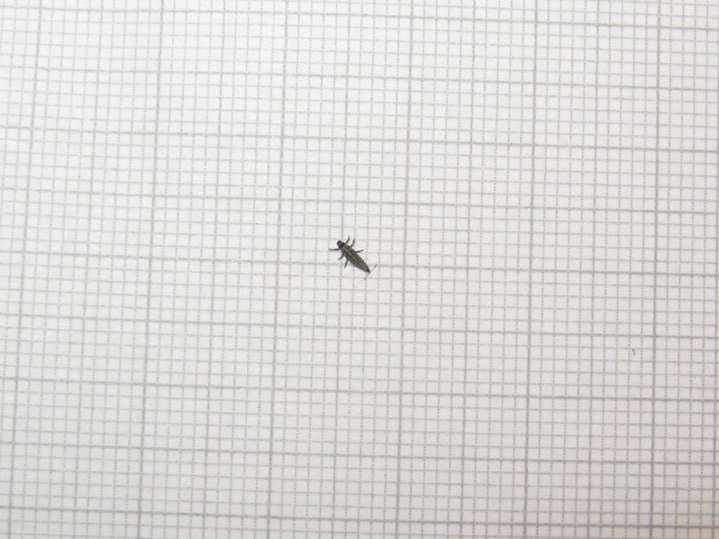 Larve di...Coccinellidae