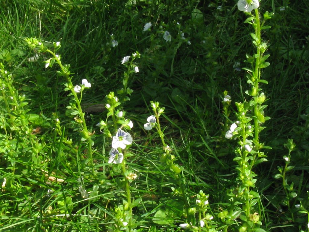 Veronica serpyllifolia