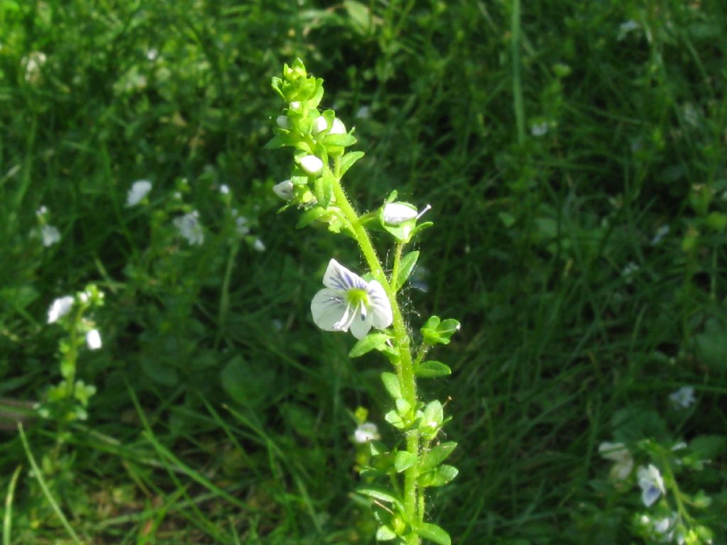 Veronica serpyllifolia