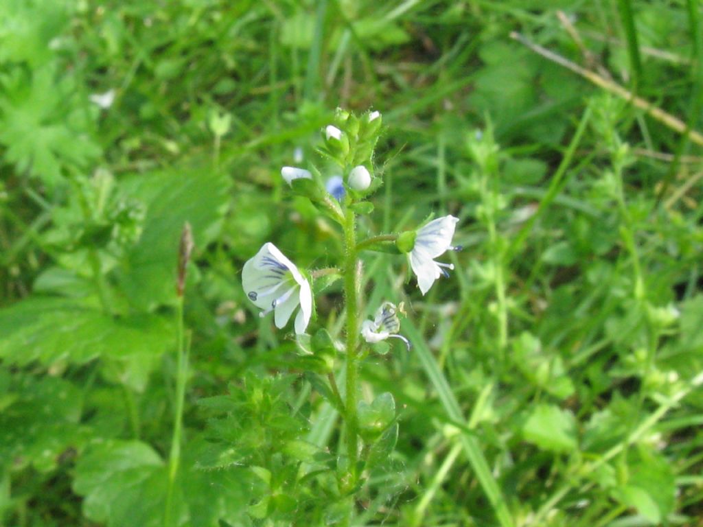 Veronica serpyllifolia