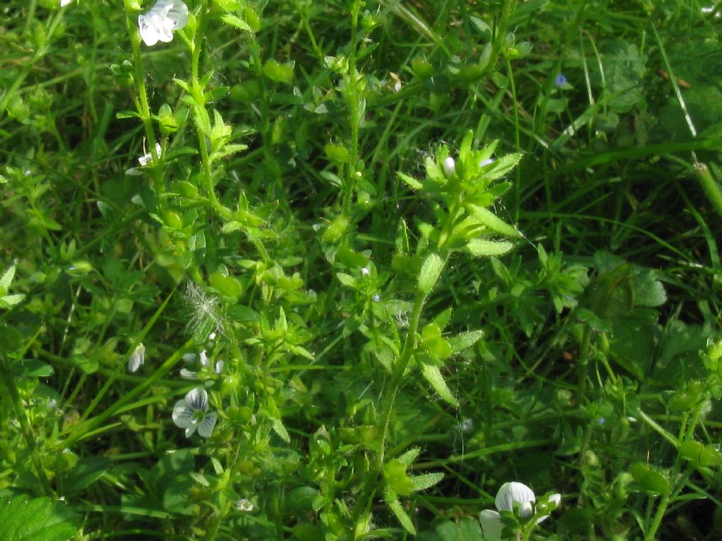 Veronica serpyllifolia