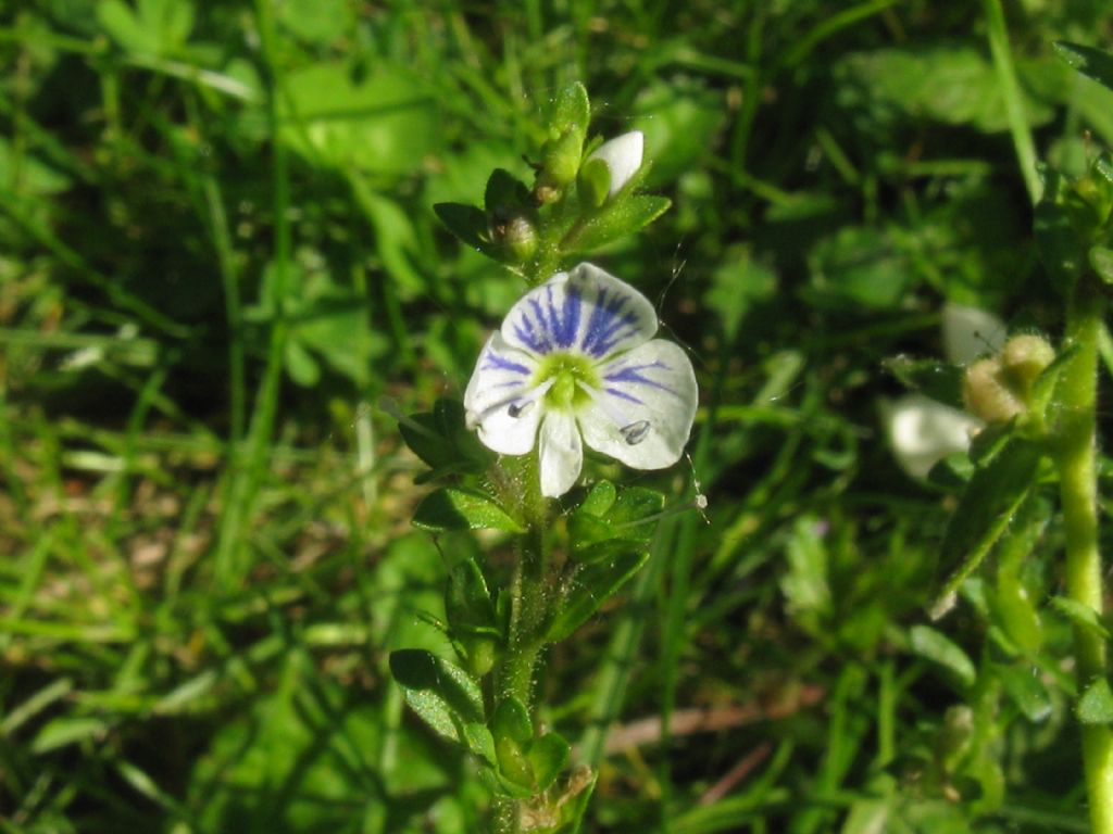 Veronica serpyllifolia