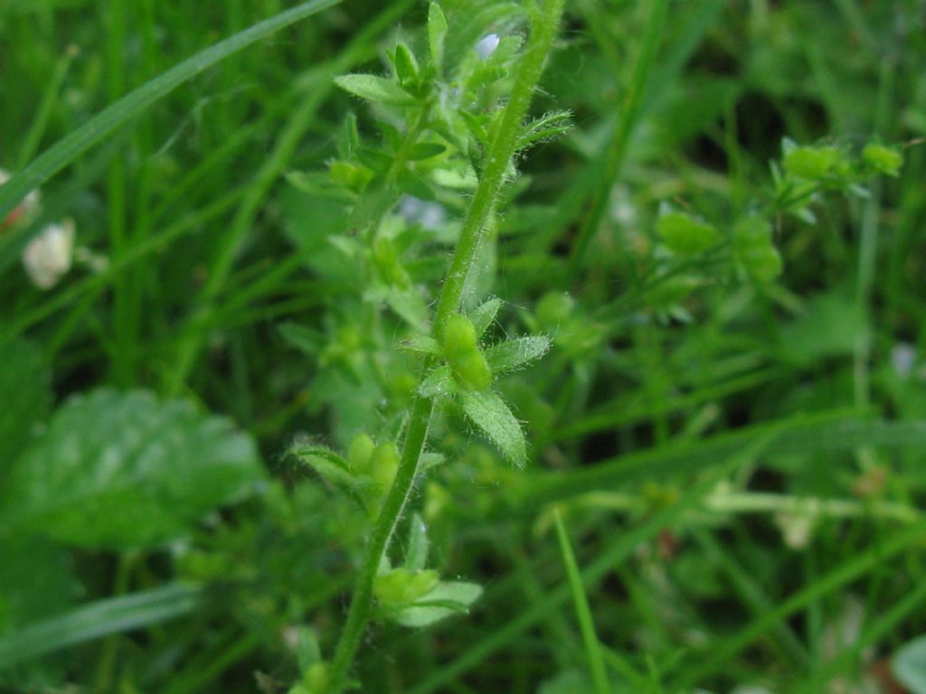 Veronica serpyllifolia