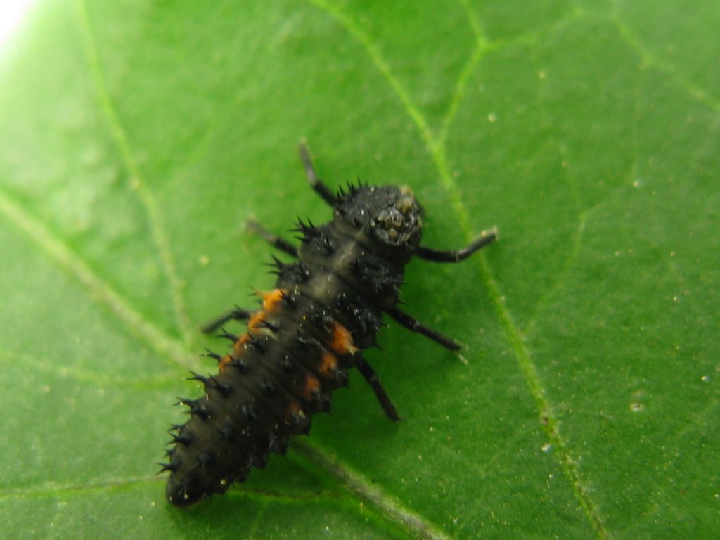 Larva di Harmonia sp. e larva sconosciuta.