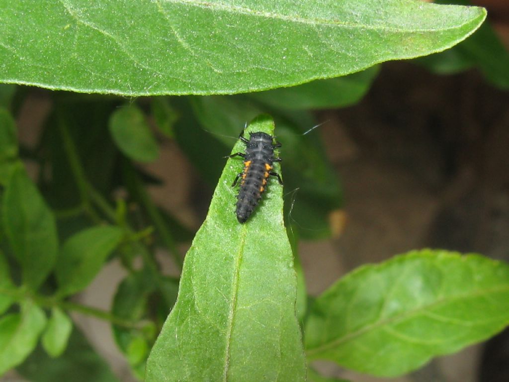 Larva di Harmonia sp. e larva sconosciuta.