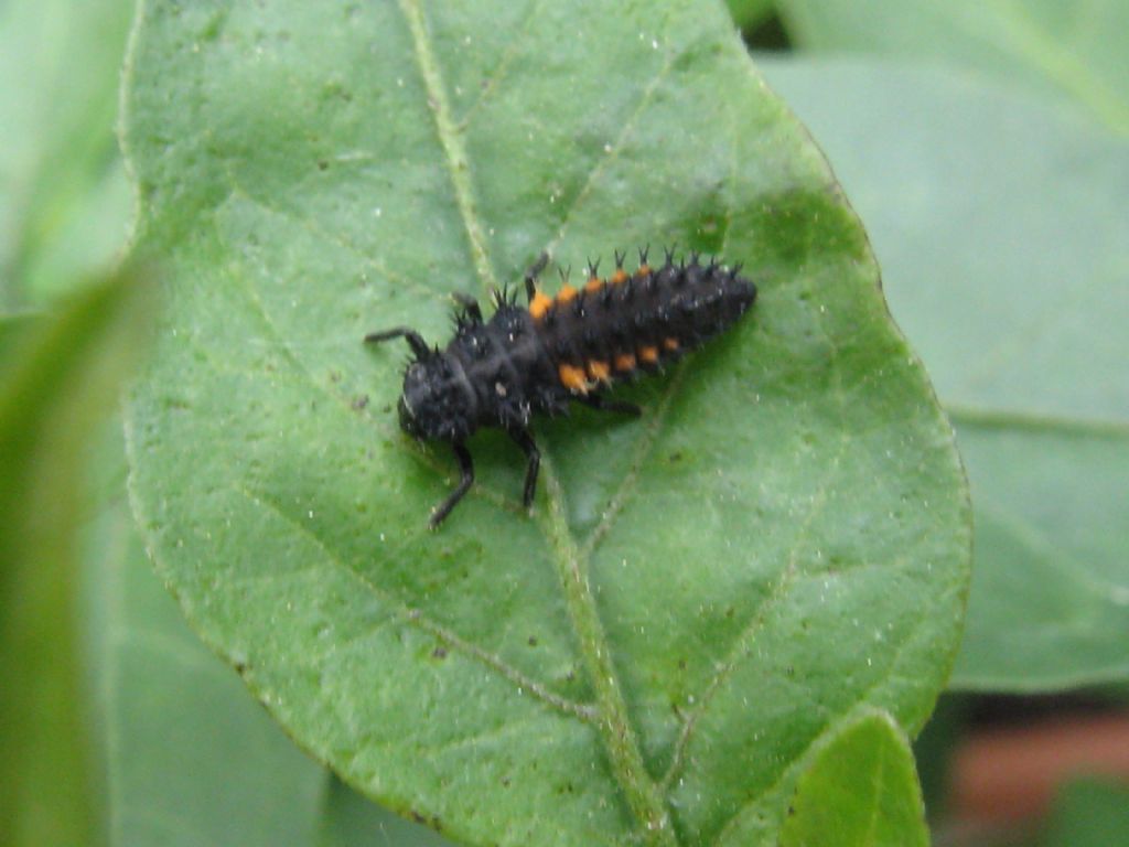 Larva di Harmonia sp. e larva sconosciuta.