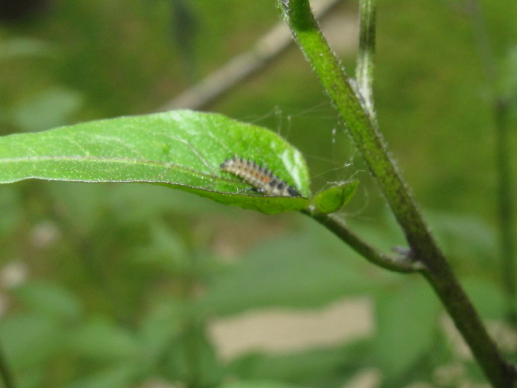 Larva di Harmonia sp. e larva sconosciuta.