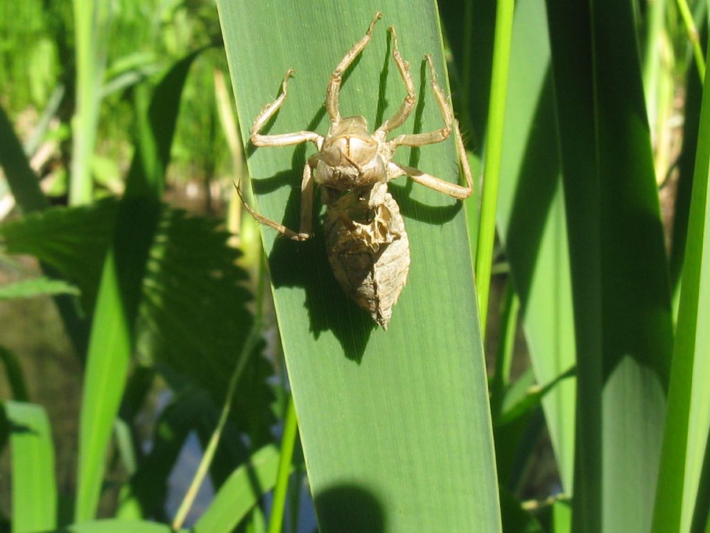 Exuvia di... Libellula fulva