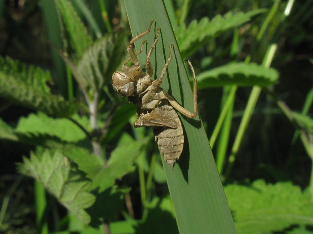 Exuvia di... Libellula fulva