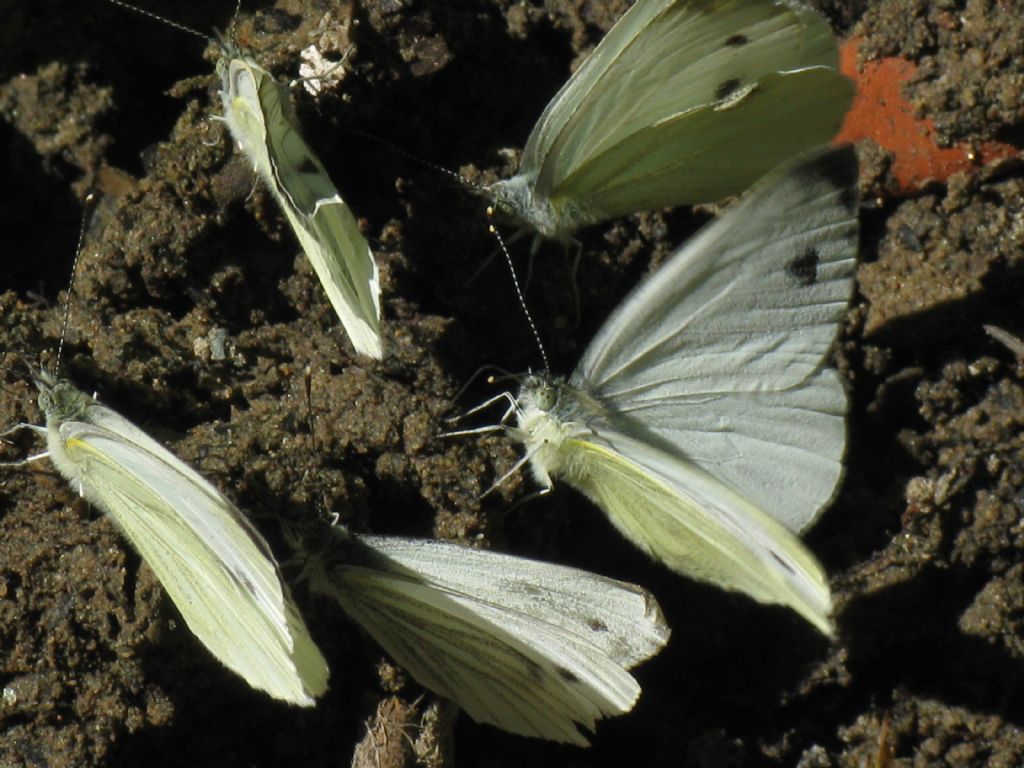 Pieris napi