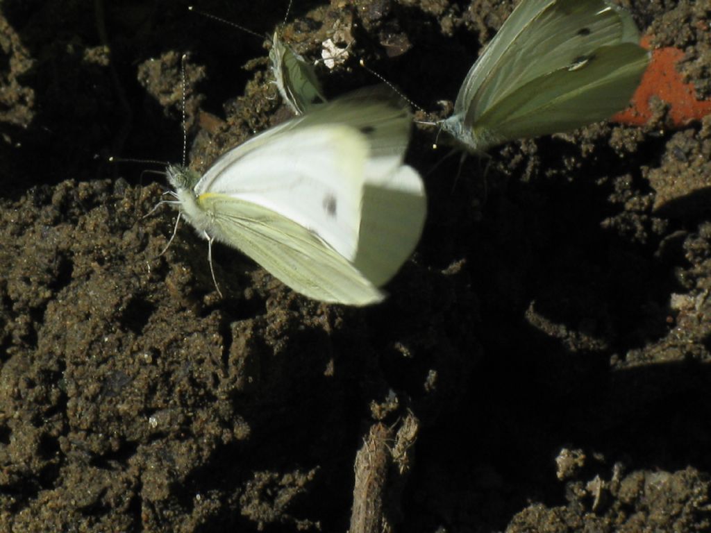 Pieris napi M in movimento?