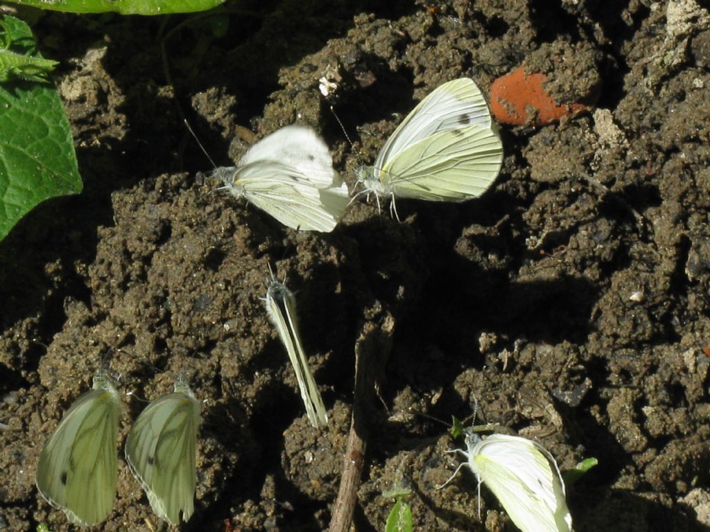 Quali Pieris identificabili?