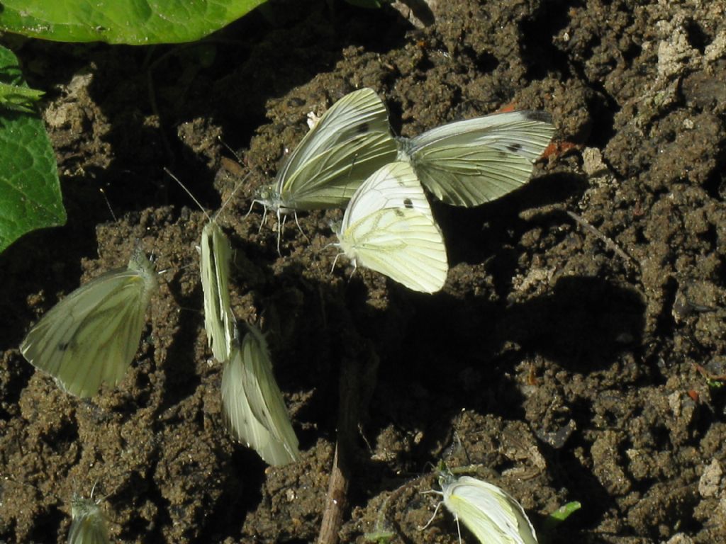 Pieris 6