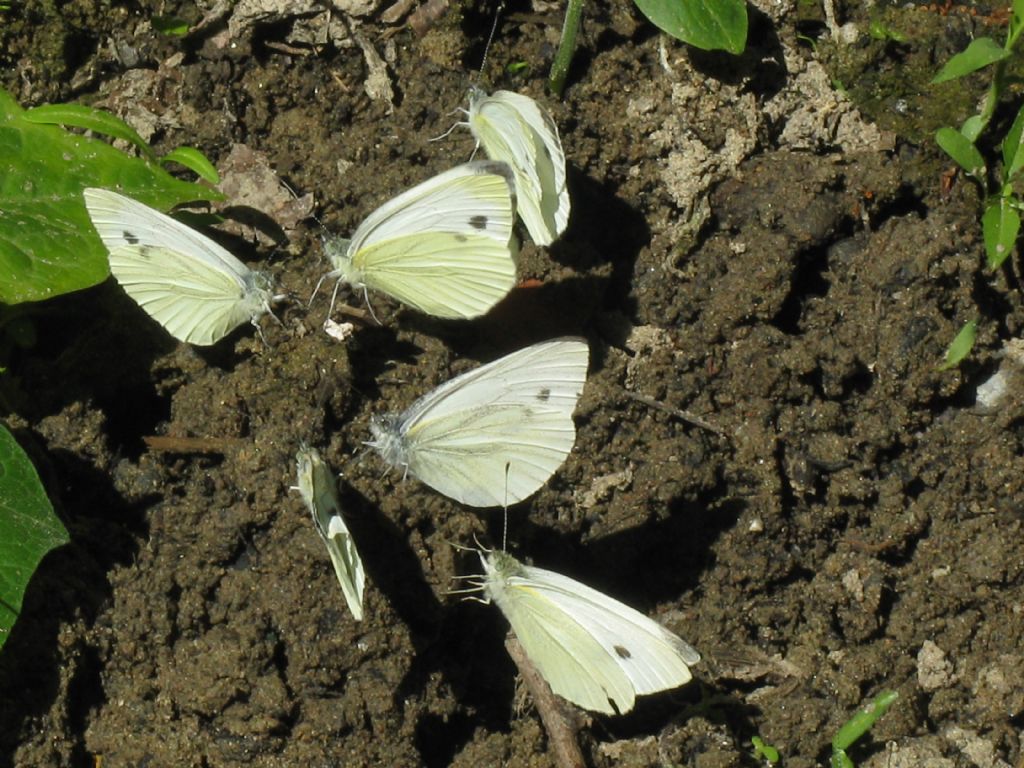 Pieris 7