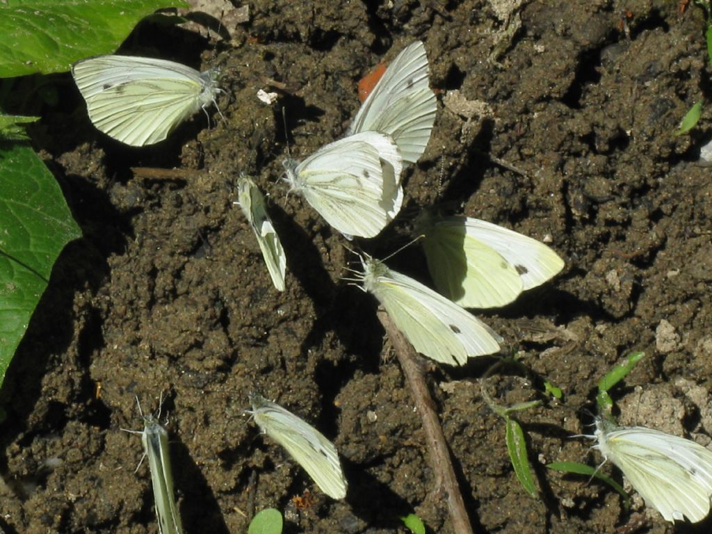 Pieris 8