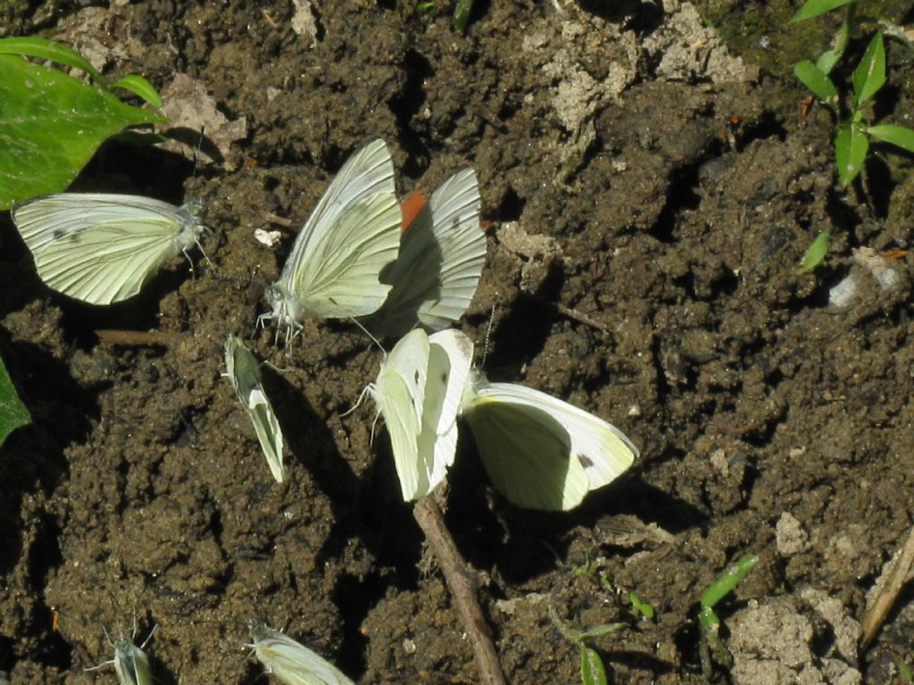 Pieris napi