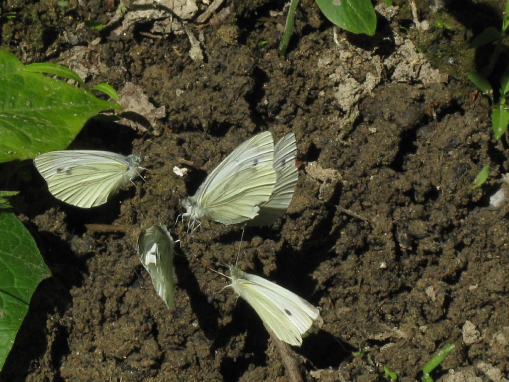 Pieris rapae?  S  !