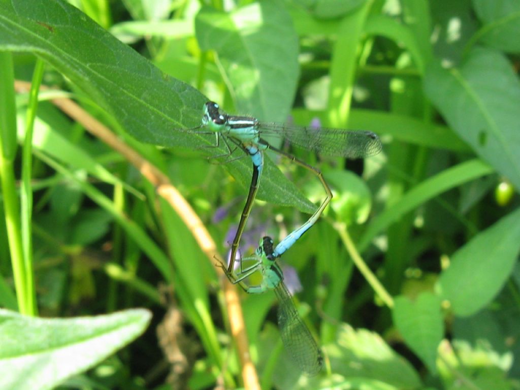 Ischnura elegans con femmina della forma 