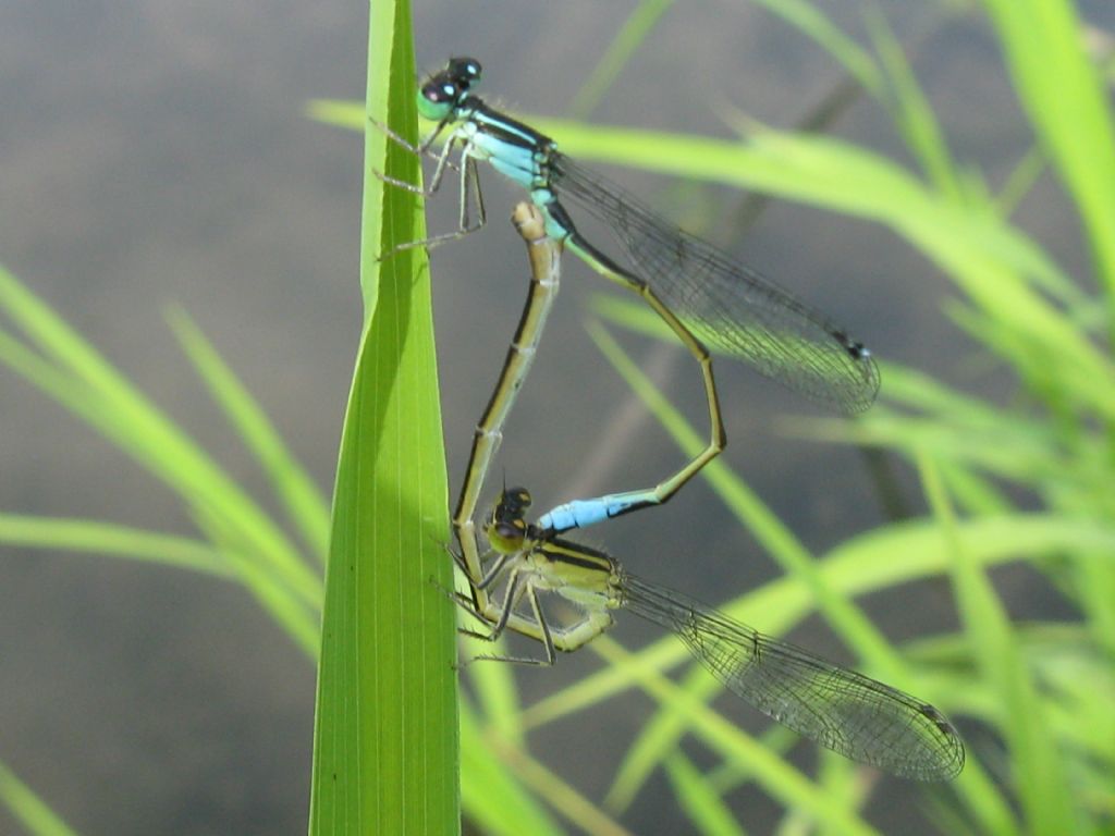 Ischnura elegans: coppia con femmina della forma 