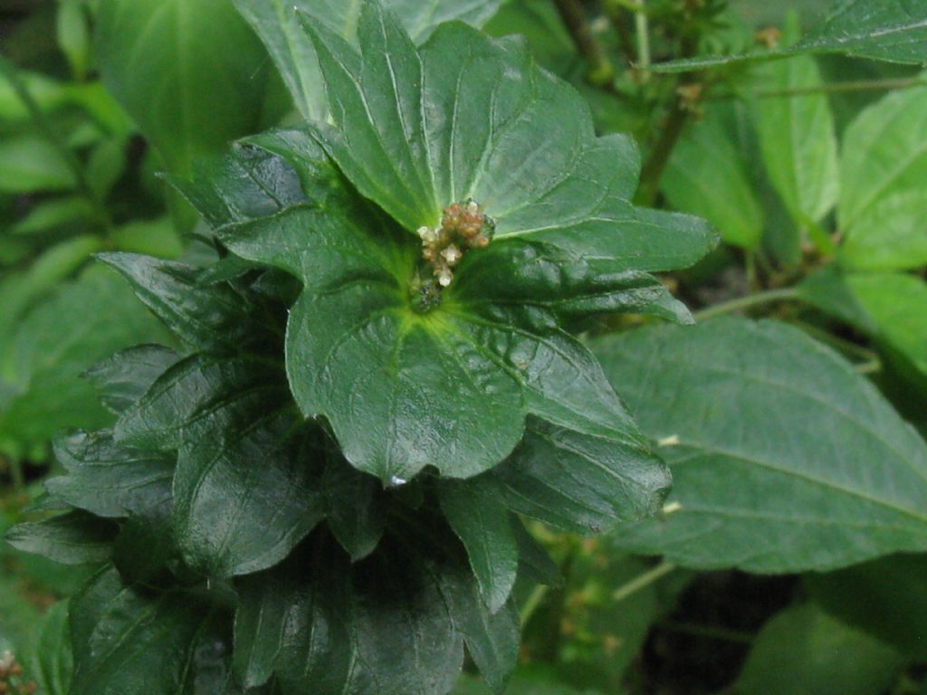 Acalypha virginica / Acalifa della Virginia