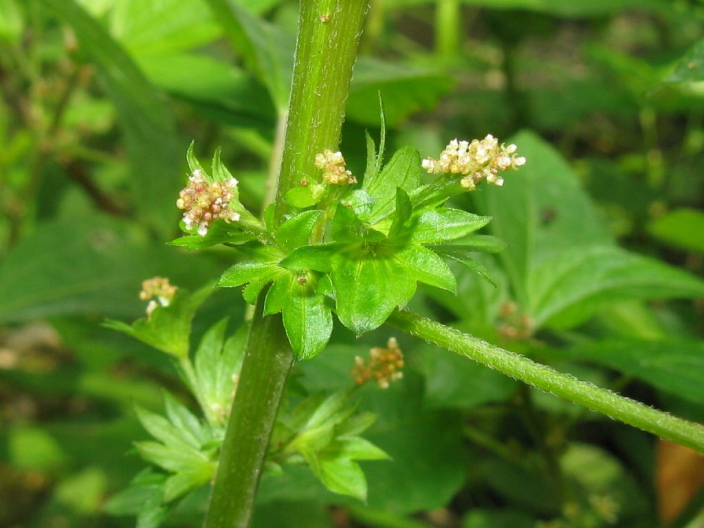 Acalypha virginica / Acalifa della Virginia