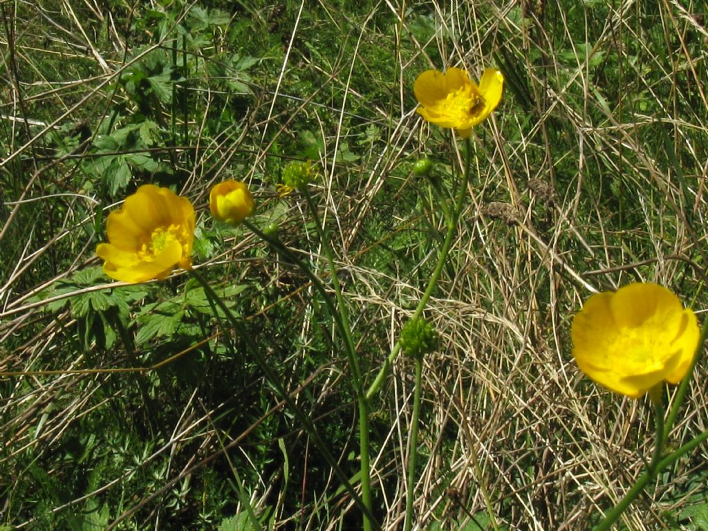 Ranunculus repens? Ranunculus acris