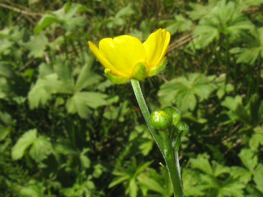 Ranunculus repens? Ranunculus acris