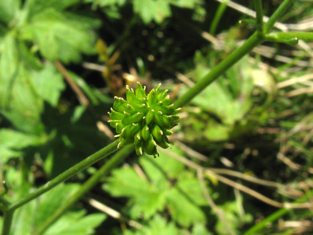 Ranunculus repens? Ranunculus acris