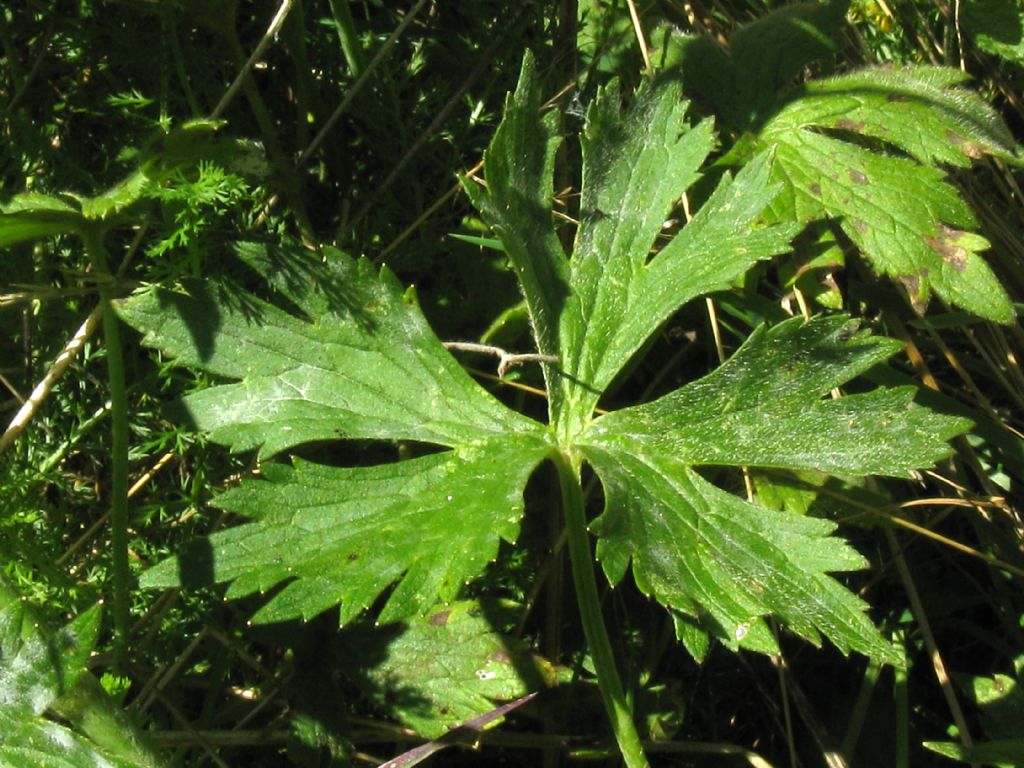 Ranunculus repens? Ranunculus acris