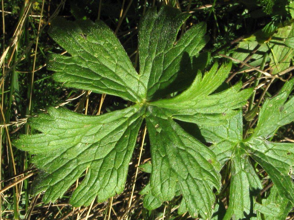 Ranunculus repens? Ranunculus acris