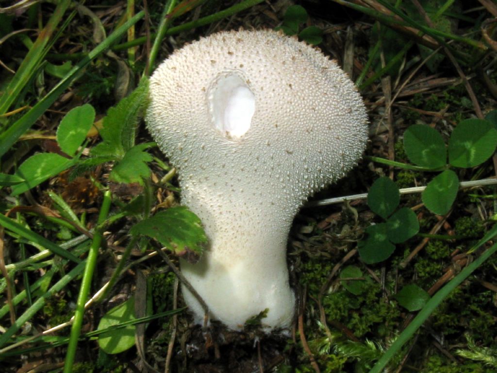 Fungo da identificare