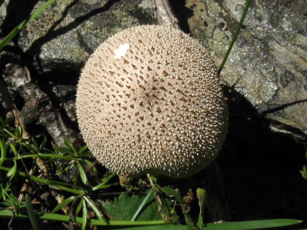 Fungo da identificare