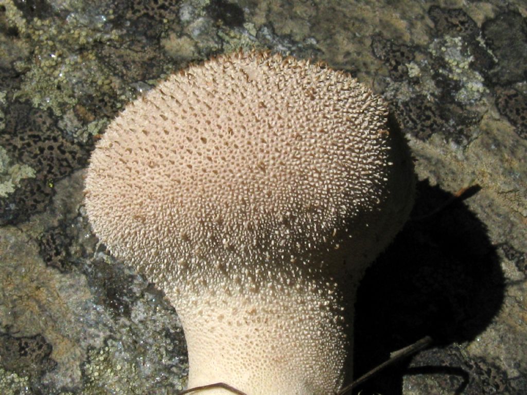 Fungo da identificare