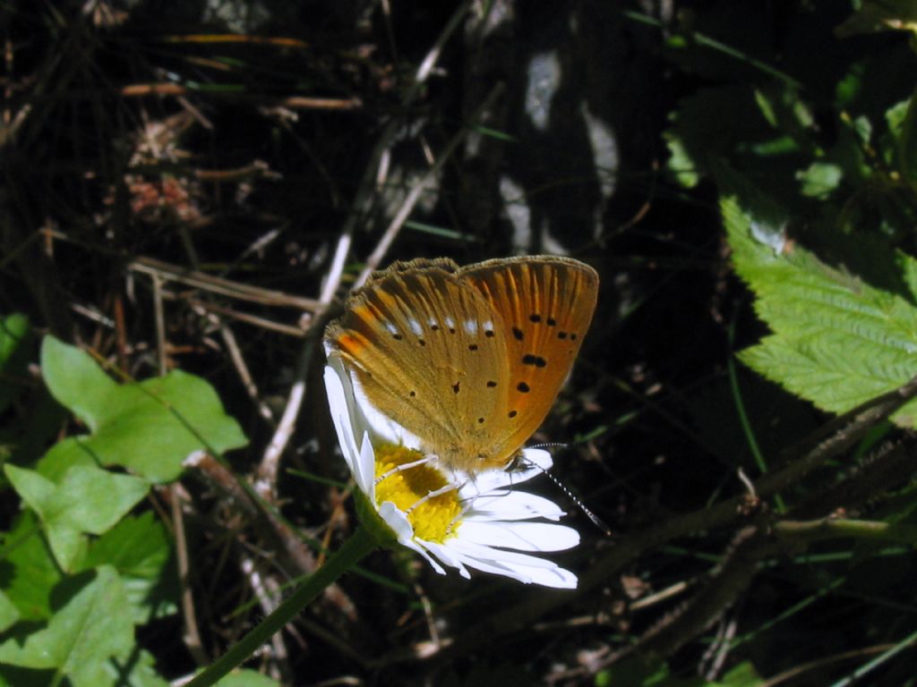 Lycaena virgaureae femmina? S !