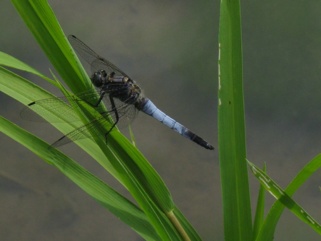 Orthetrum cancellatum? Sì, maschio