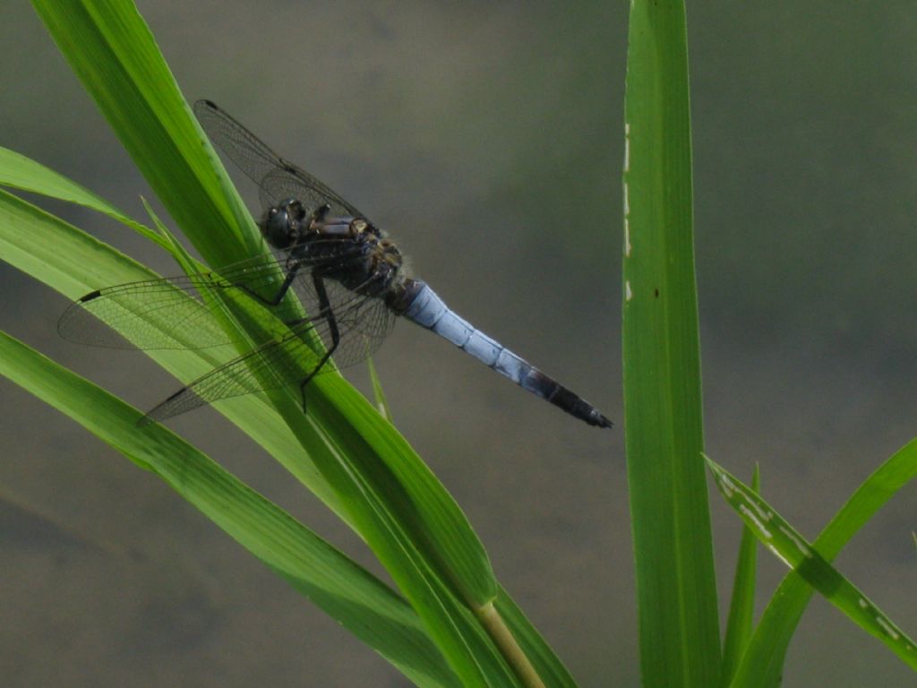 Orthetrum cancellatum? S, maschio