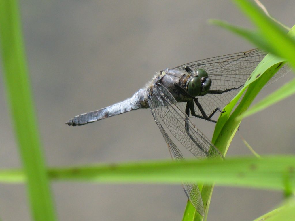 Orthetrum cancellatum? Sì, maschio