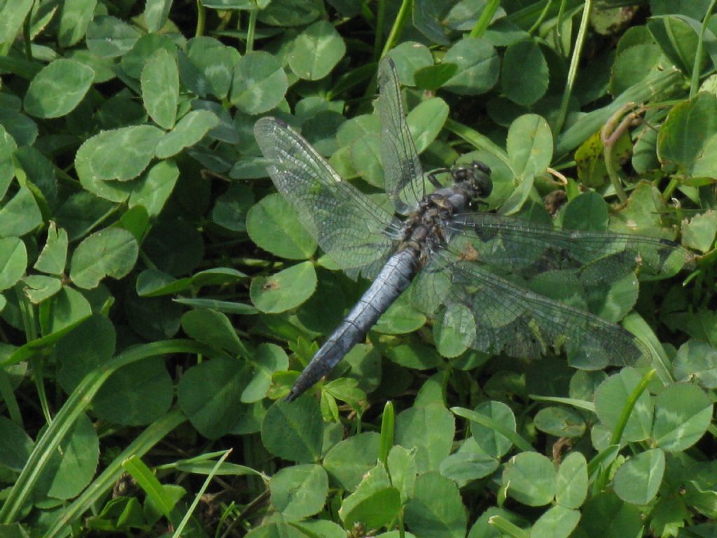 Orthetrum cancellatum? Sì, maschio