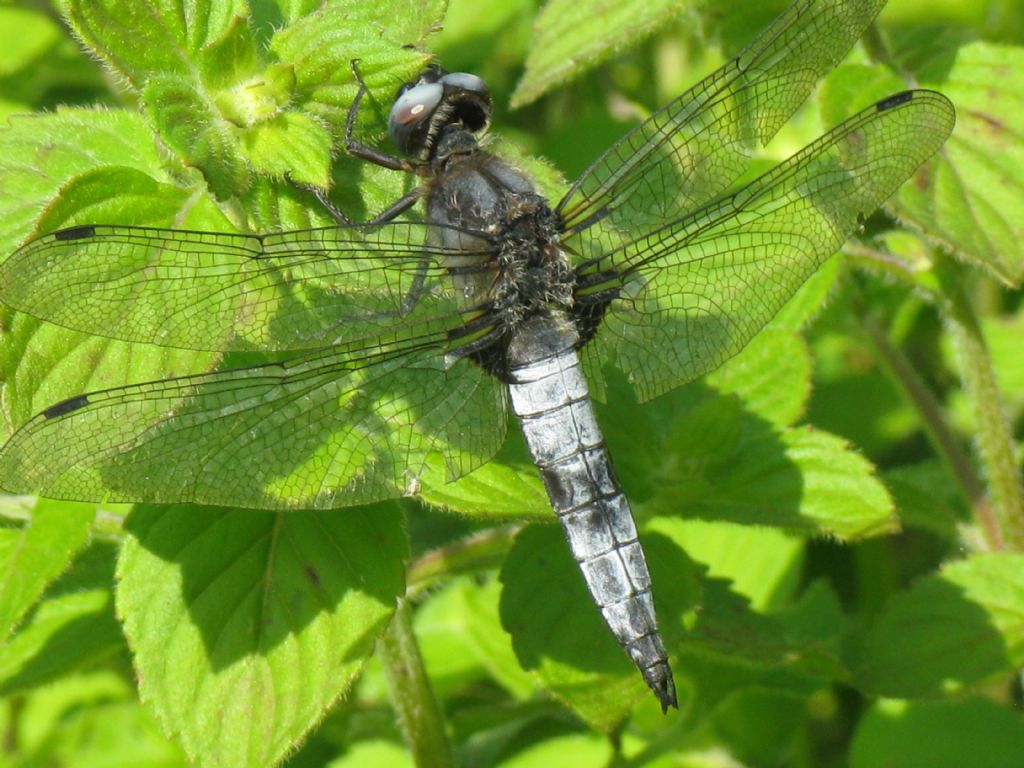 Libellula fulva?  S, maschio