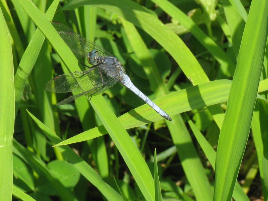 Orthetrum coerulescens?  S, maschio