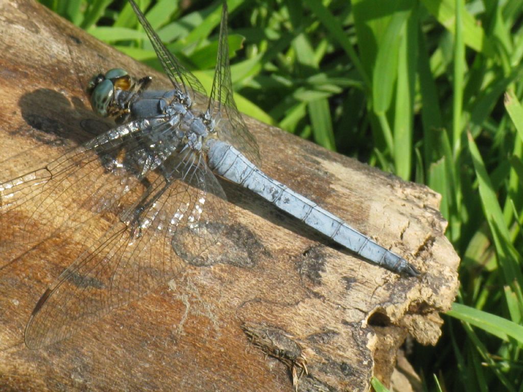 Orthetrum coerulescens?  S, maschio