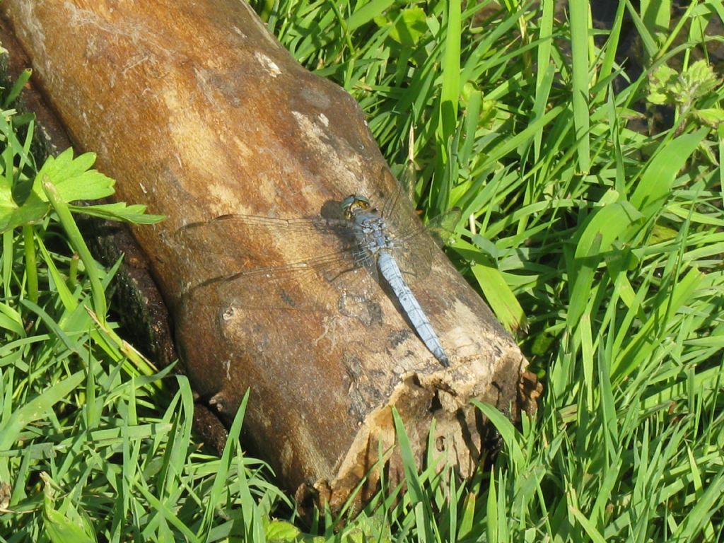 Orthetrum coerulescens?  S, maschio