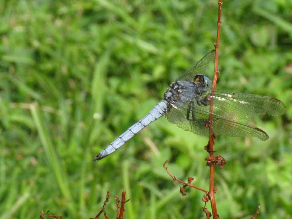 Orthetrum brunneum?  No, O. coerulescens