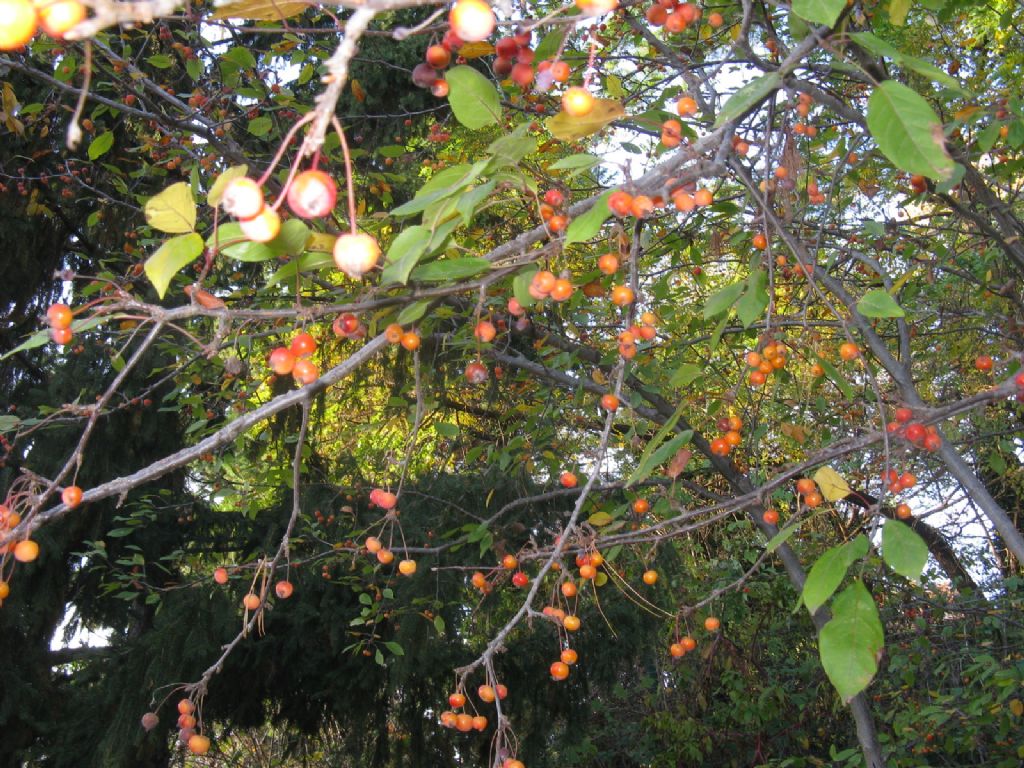 Melo selvatico a frutti rossi?  S, ibrido cv di Malus sp.