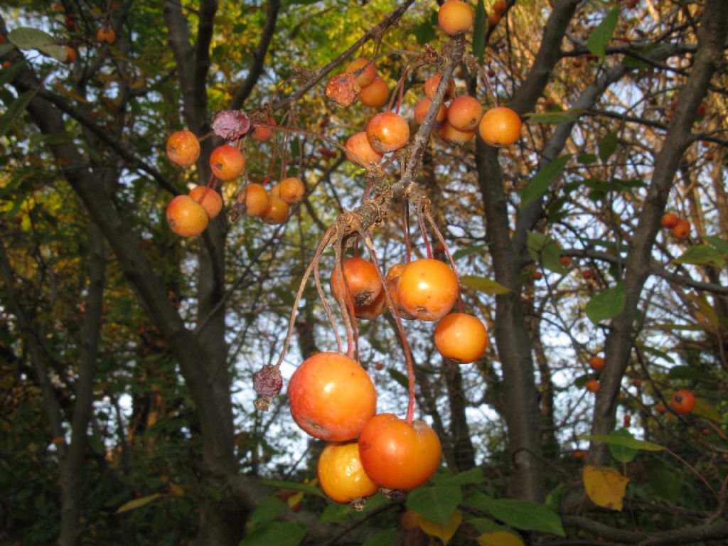 Melo selvatico a frutti rossi?  S, ibrido cv di Malus sp.