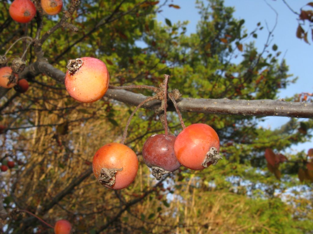 Melo selvatico a frutti rossi?  S, ibrido cv di Malus sp.