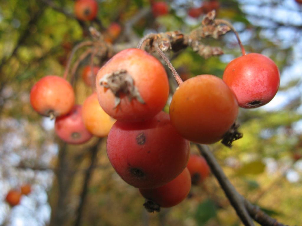 Melo selvatico a frutti rossi?  S, ibrido cv di Malus sp.